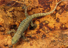 Gonatodes albogularis albogularis (Female)
