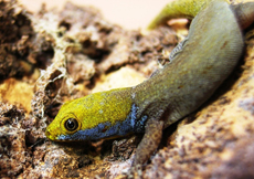 Gonatodes albogularis albogularis (Male)