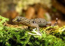 Gonatodes caudiscutatus (Semiadult Male)