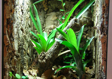 Gonatodes caudiscutatus (Terrarium)