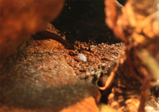 Gonatodes ceciliae (Egg)