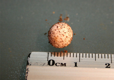 Gonatodes ceciliae (Egg)