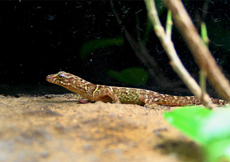 Gonatodes ceciliae (Female)