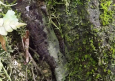 Gonatodes ceciliae (Female Nature)