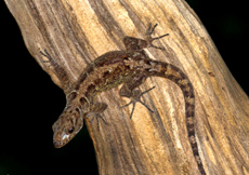Gonatodes ceciliae (Female)