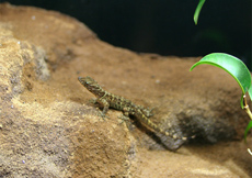 Gonatodes ceciliae (Juvenile)