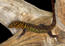 Gonatodes ceciliae (Male)