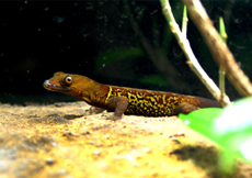 Gonatodes ceciliae (Male)