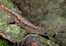 Gonatodes humeralis (Female)