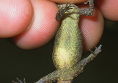 Gonatodes humeralis (Female ventral)