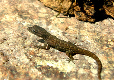 Gonatodes humeralis (Juvenile)