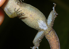 Gonatodes humeralis (Male ventral)