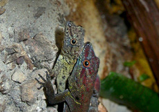 Gonatodes humeralis (Mating)