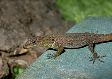 Gonatodes humeralis (Semiadult Male)