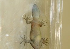 Gonatodes machelae (Female, ventral)