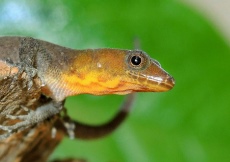 Gonatodes machelae (Male, solid yellow head)