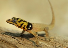 Gonatodes machelae (Male, reticulated head)