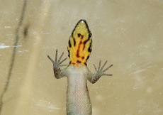 Gonatodes machelae (Male ventral, reticulated head)