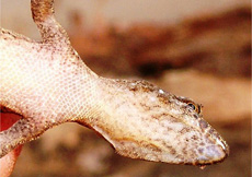 Gonatodes ocellatus (Female juvenile ventral)