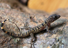 Gonatodes ocellatus (Hatchling)