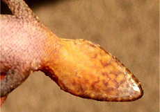 Gonatodes ocellatus (Male juvenile ventral)