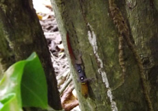 Gonatodes ocellatus (Male Nature)