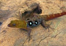 Gonatodes ocellatus (Male)