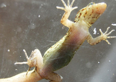 Gonatodes vittatus (Female ventral)