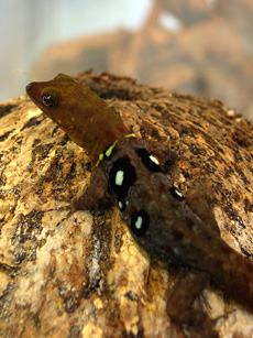 Gonatodes ocellatus (Male)