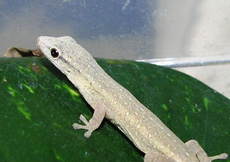 Lygodactylus cf. conraui (Female)
