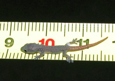 Lygodactylus cf. conraui (Juvenile)