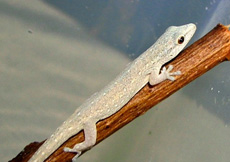 Lygodactylus cf. conraui (Male)