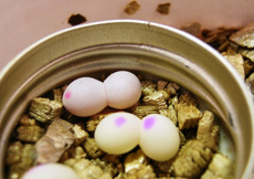 Lygodactylus grotei (Eggs)