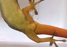 Lygodactylus grotei (Female ventral)