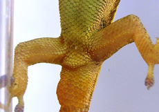 Lygodactylus grotei (Male ventral)