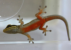 Lygodactylus kimhowelli (Juvenile ventral)
