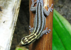 Lygodactylus kimhowelli (Male)