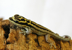 Lygodactylus kimhowelli (Semiadult)