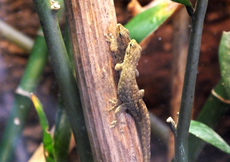Lygodactylus laterimaculatus (Mating)