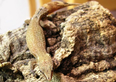 Ebenavia inunguis (Female)