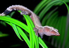 Ebenavia inunguis (Male)