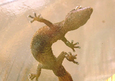 Ebenavia inunguis (Male ventral)