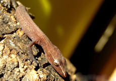 Ebenavia inunguis (Fresh WC Import)