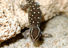 Saurodactylus brosseti (Male)