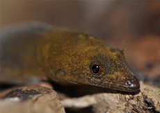 Sphaerodactylus dimorphicus (Female Portrait)