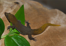 Sphaerodactylus dimorphicus (Female)