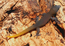 Sphaerodactylus dimorphicus (Hatchling)