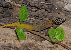 Sphaerodactylus dimorphicus (Male)
