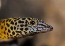 Sphaerodactylus dimorphicus (Male Portrait)
