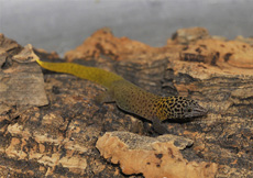 Sphaerodactylus dimorphicus (Male)